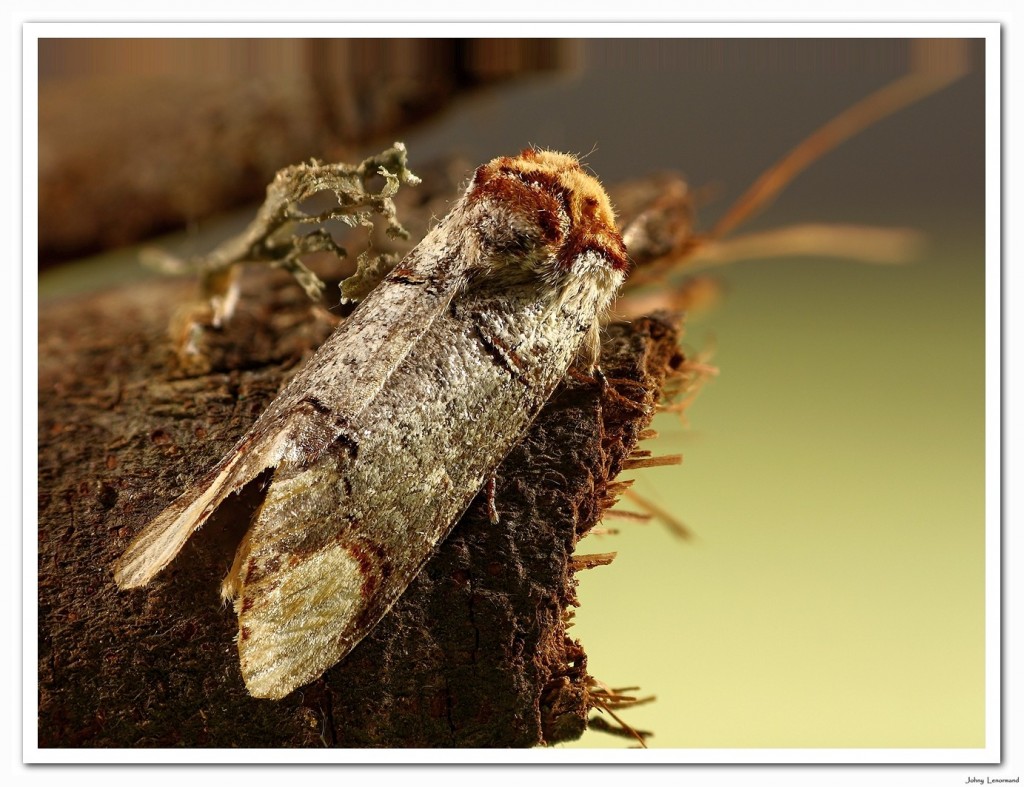 Papillon nocturne "bois-veiné"