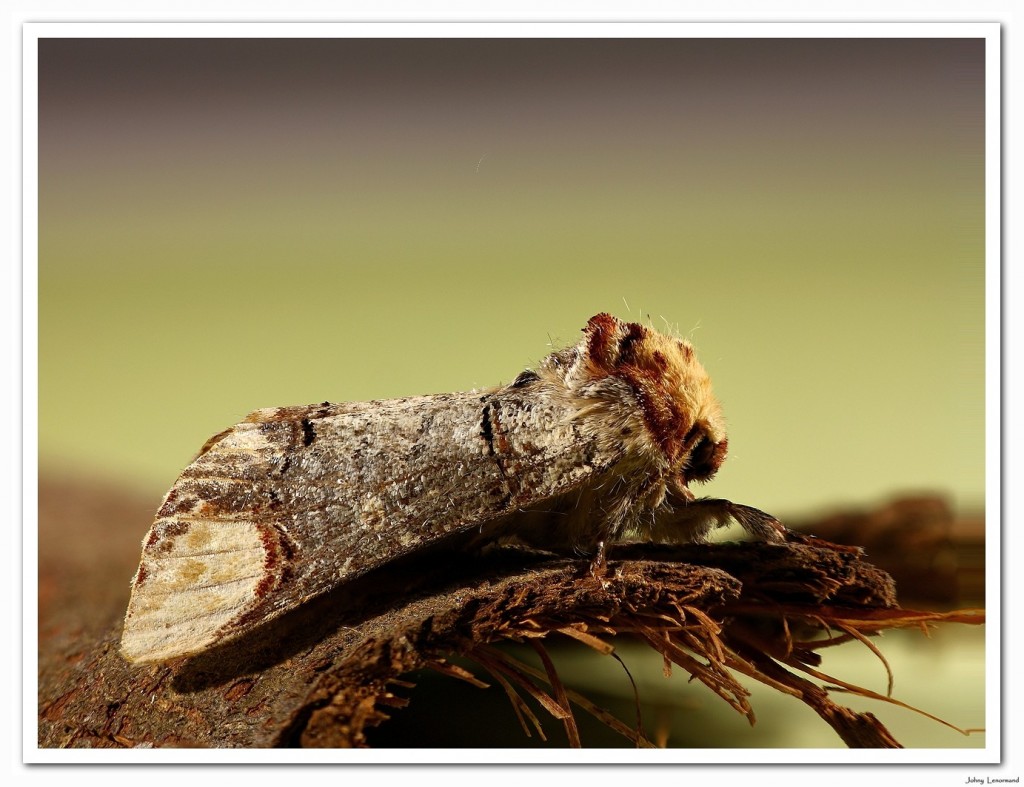 Papillon nocturne "bois-veiné"