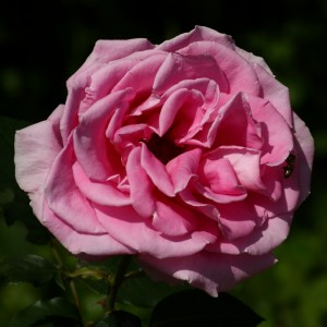 rose