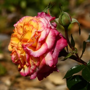 rose