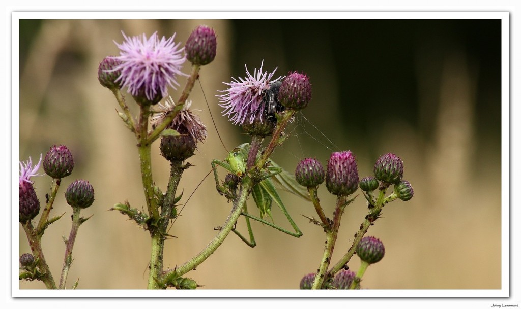 sauterelle verte