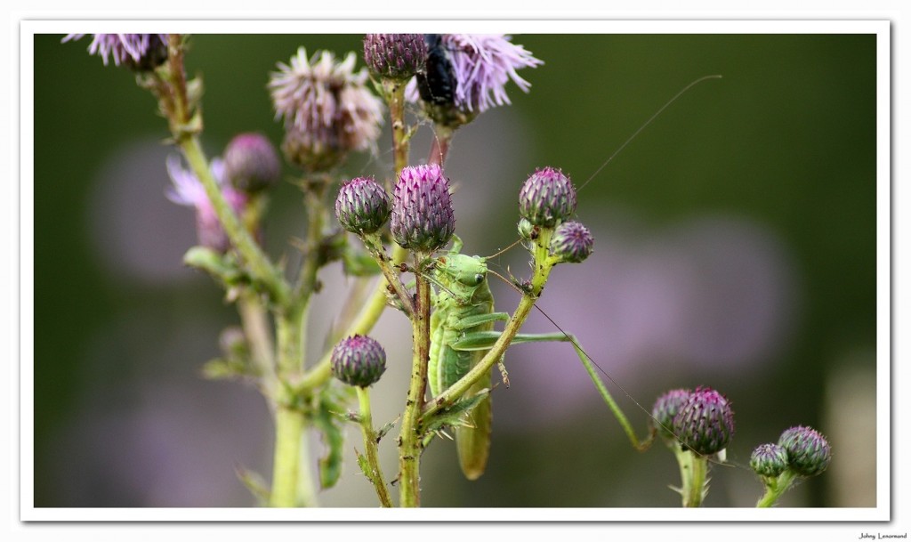 sauterelle verte