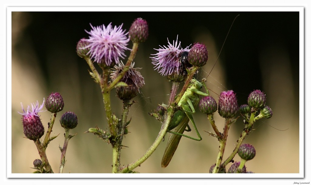 sauterelle verte