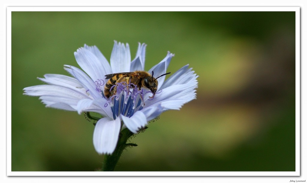 Abeille sur chicorée sauvage