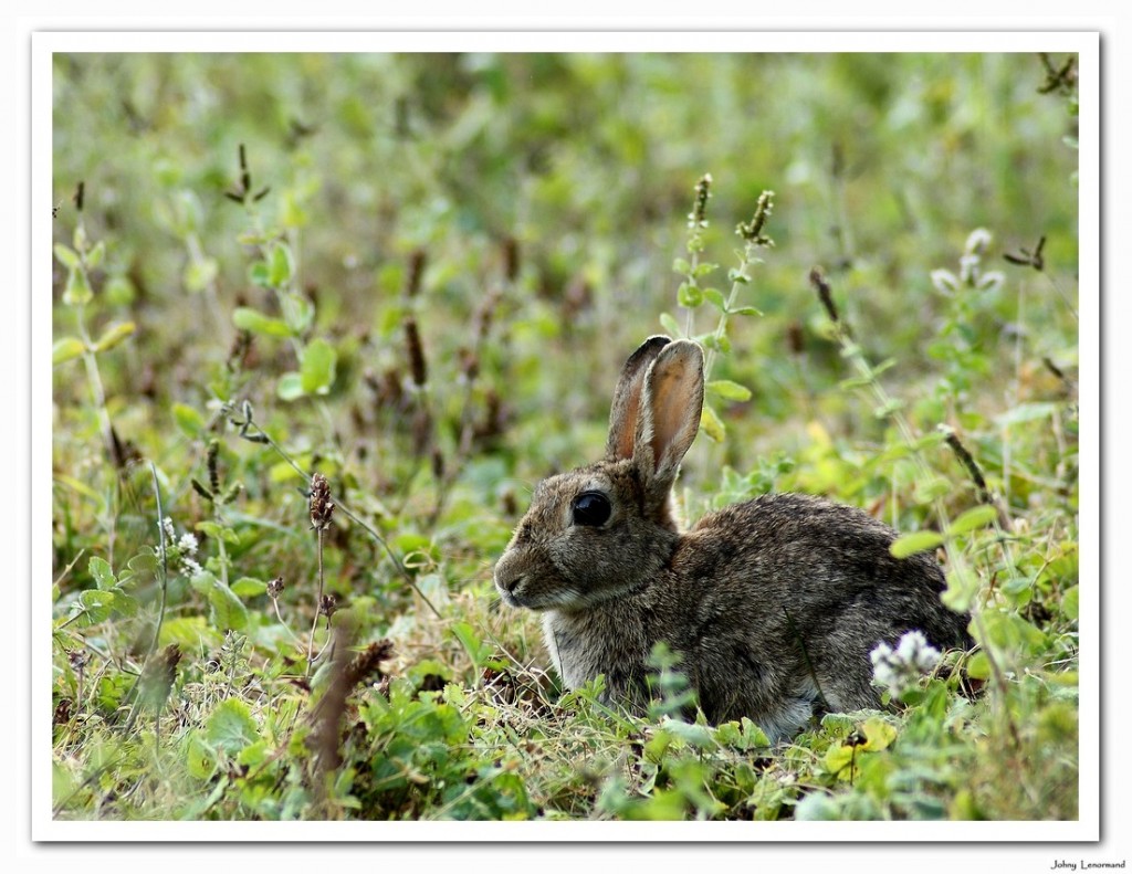 Lapin de garenne