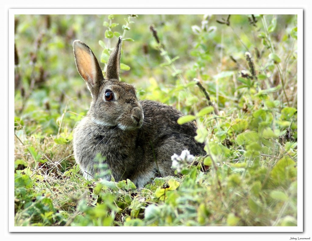 Lapin de garenne