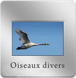 diapo_oiseau_divers