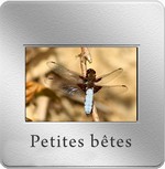 diapo_petite_bete