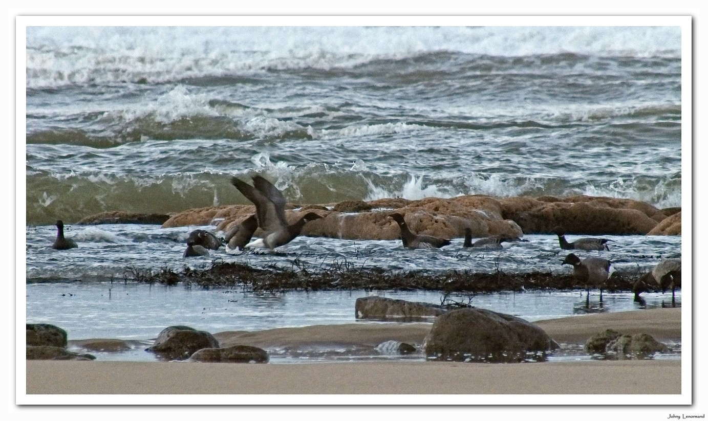 Bernaches sur la plage du Veillon en Vendée