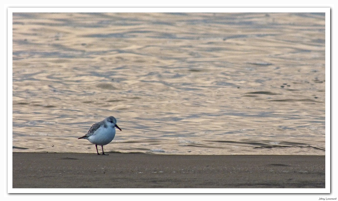 Bécasseau sanderling sur la plage du Veillon en Vendée