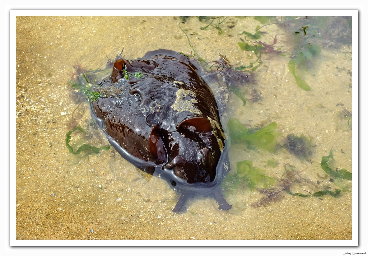 Lièvre de mer au Veillon