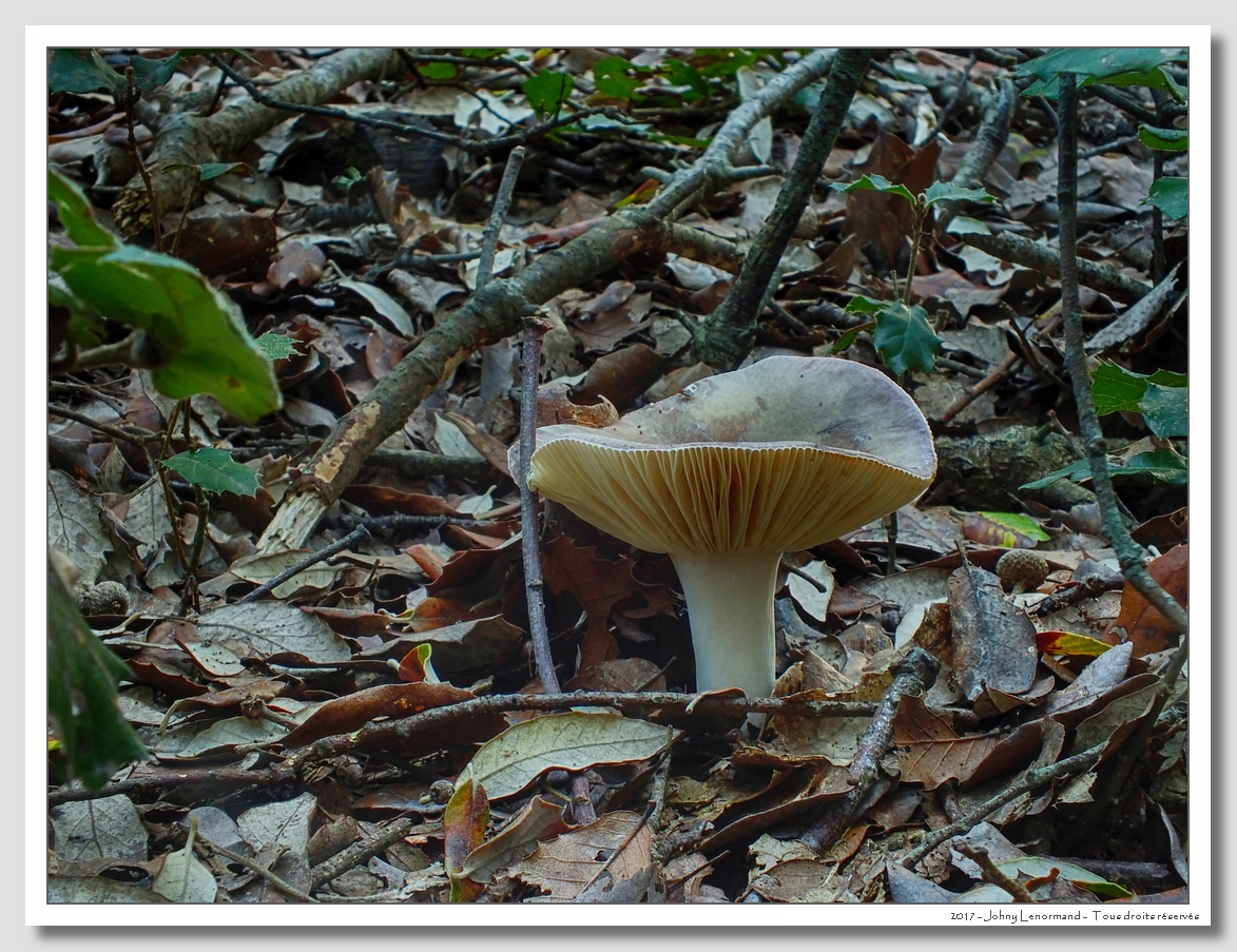 Sortie mycologique en forêt du Veillon