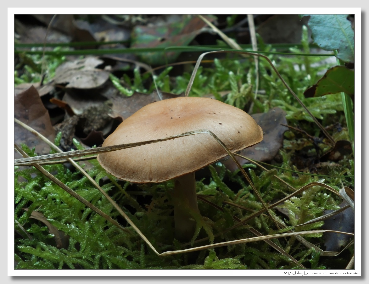 Sortie mycologique en forêt du Veillon
