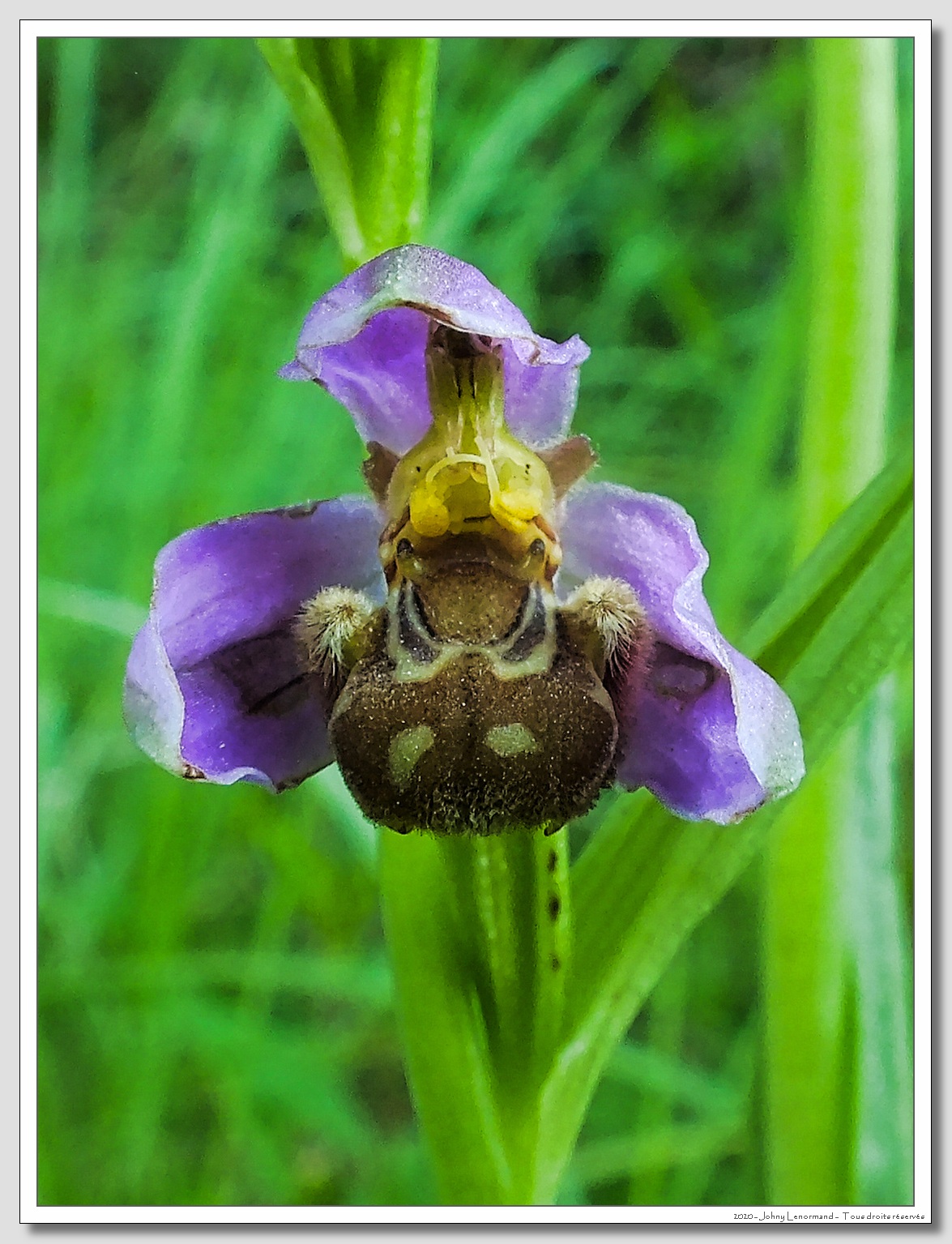 Ophrys Abeille (Ophrys Apifera)