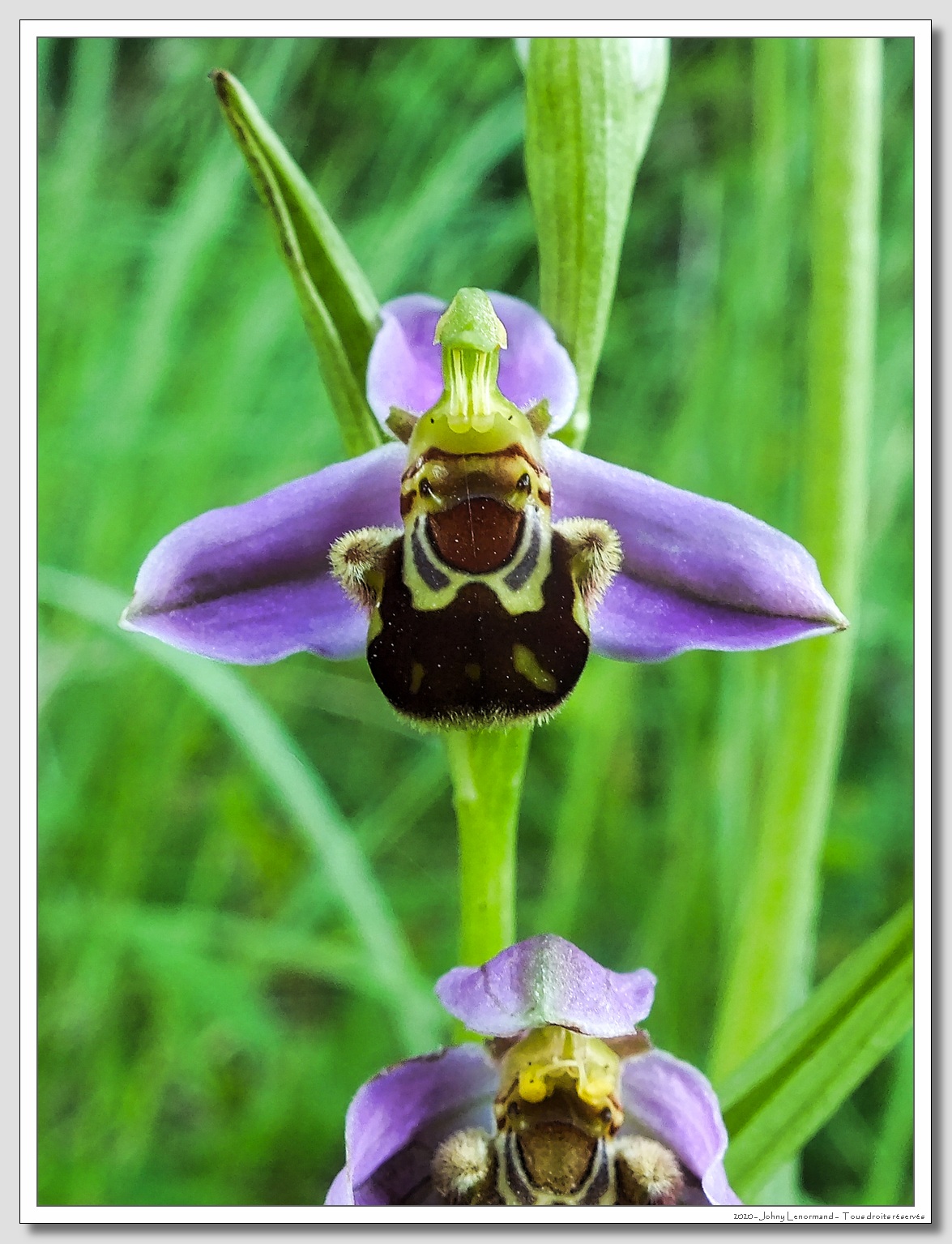 Ophrys Abeille (Ophrys Apifera)