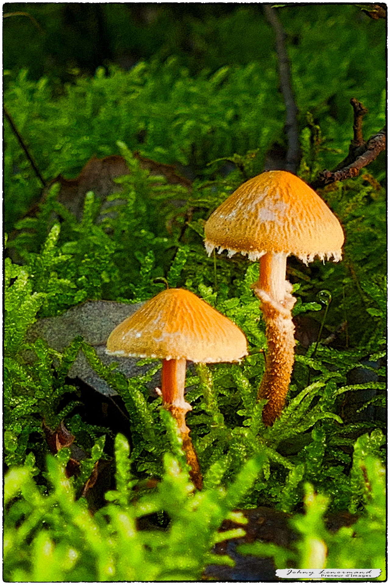 Champignons dans le bois du Veillon