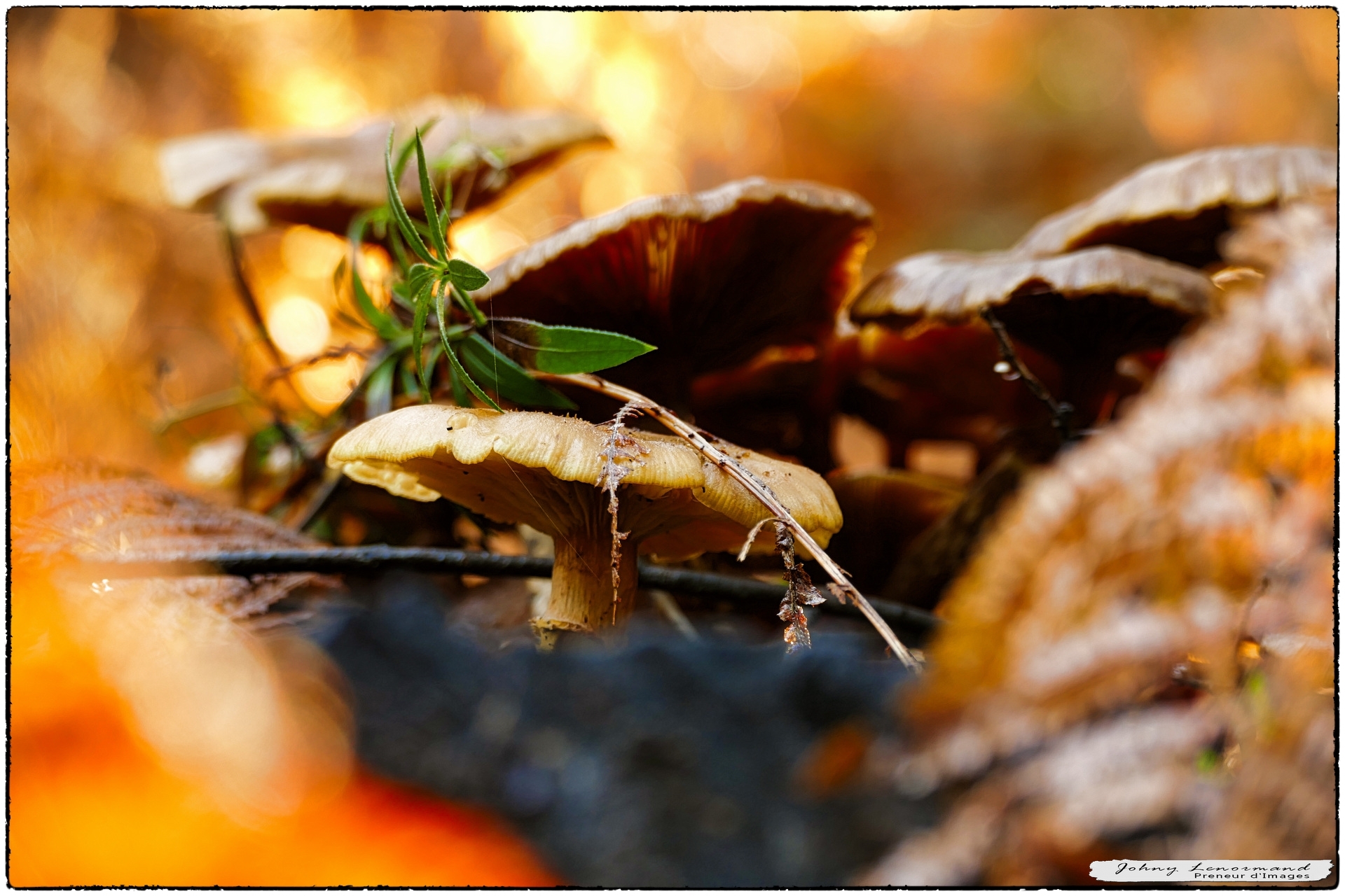 Champignons dans le bois du Veillon