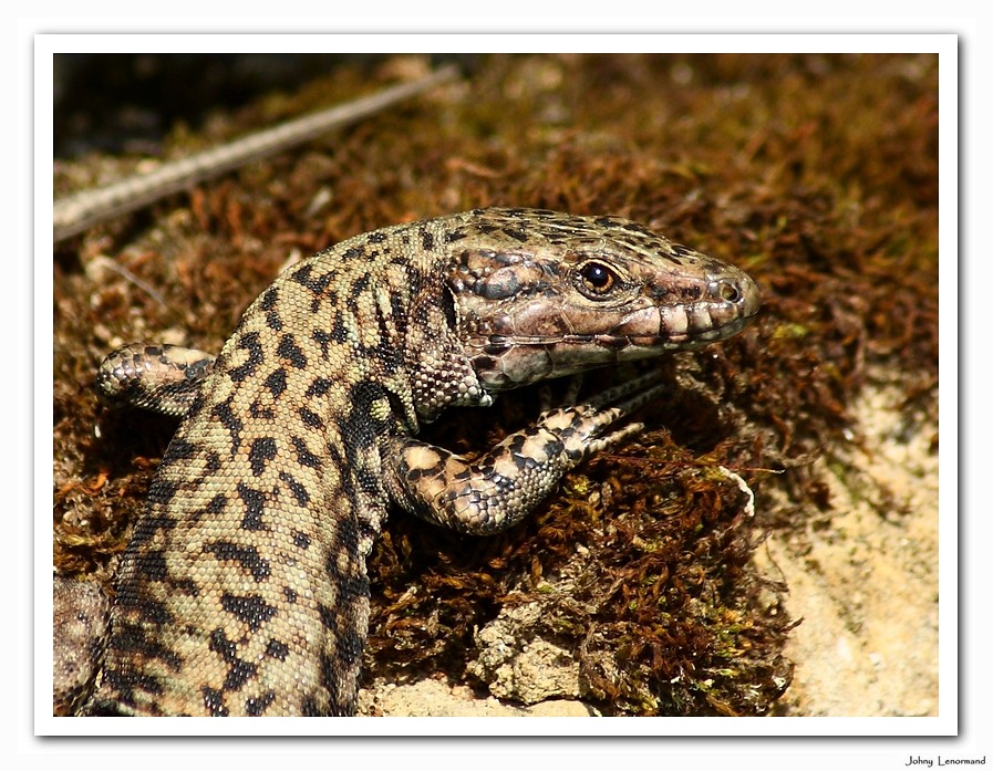 Lézard