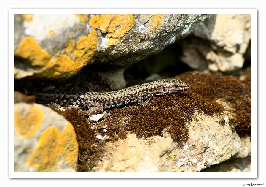 Lézard