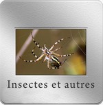 insectes du pays talmondais
