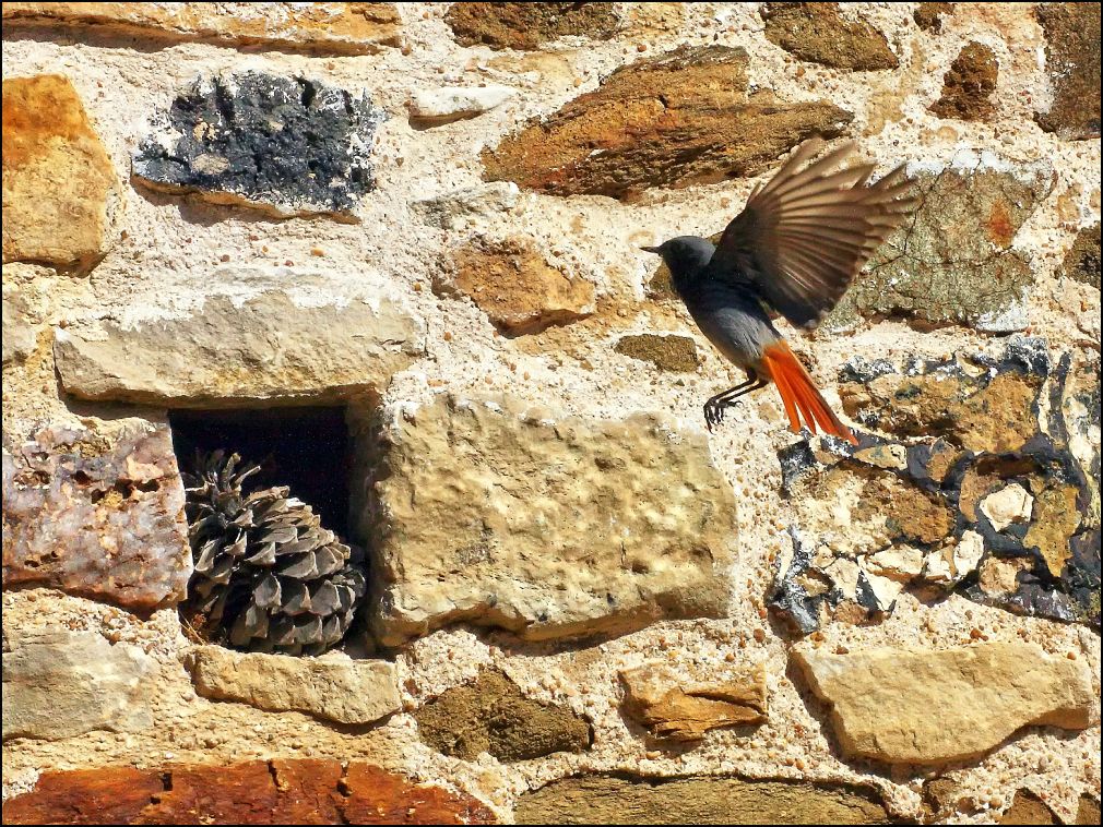 Rougequeue voletant vers son nid