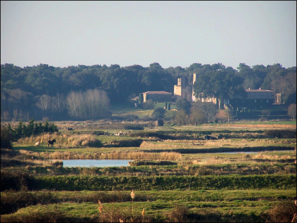 marais à Talmont Saint Hilaire en Vendée