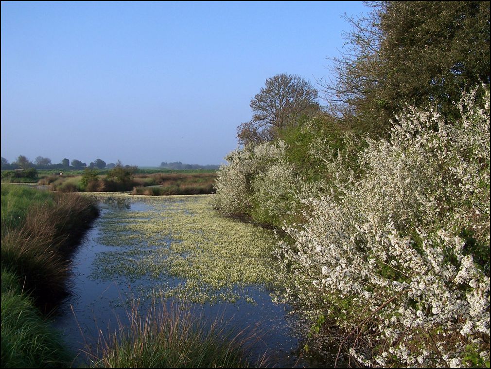 marais au printemps à Talmont Saint Hilaire en Vendée