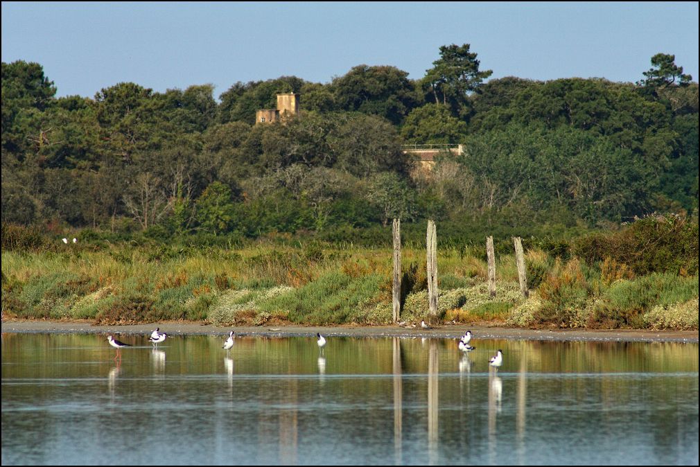 Oiseaux sur le marais du Mitant à Talmont Saint Hilaire en Vendée